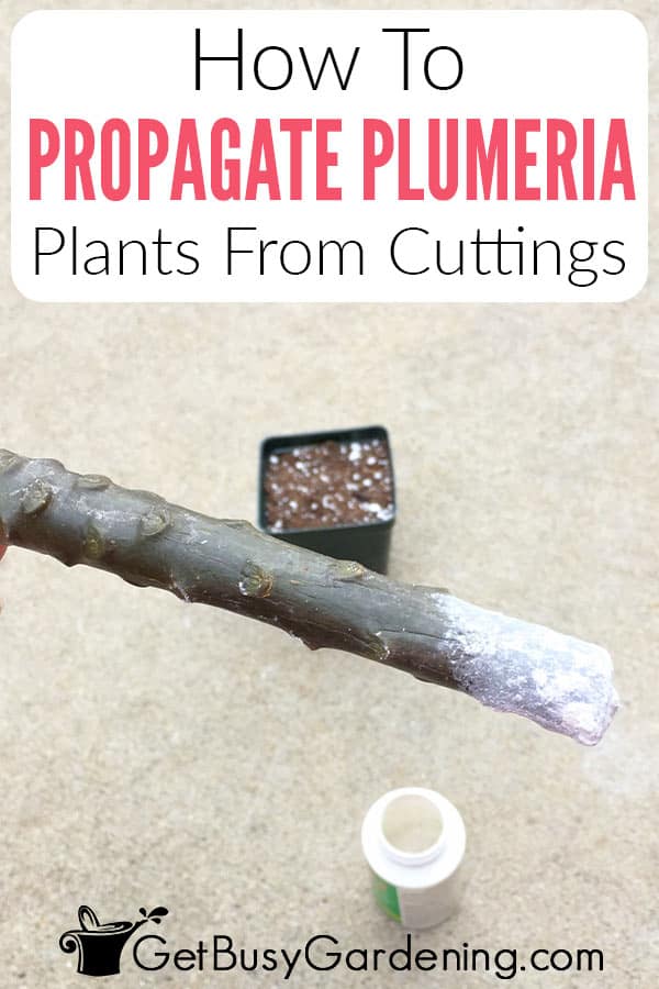 How To Propagate Plumeria Plants From Cuttings