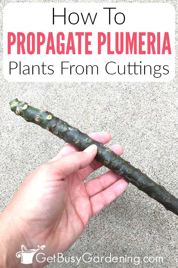 How To Propagate Plumeria Plants From Cuttings
