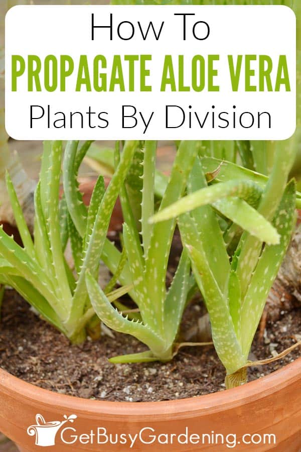 How To Propagate Aloe Vera Plants By Division