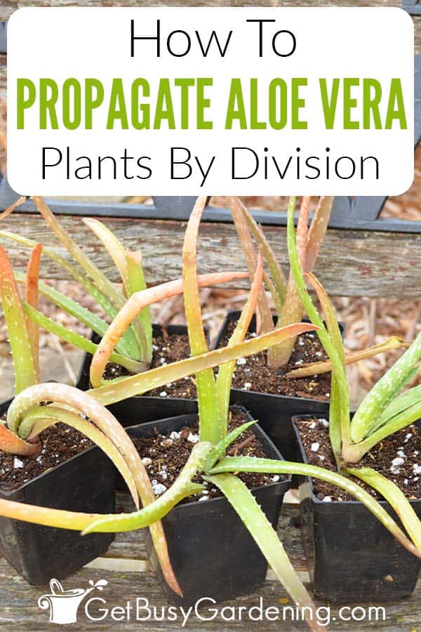 How To Propagate Aloe Vera Plants By Division