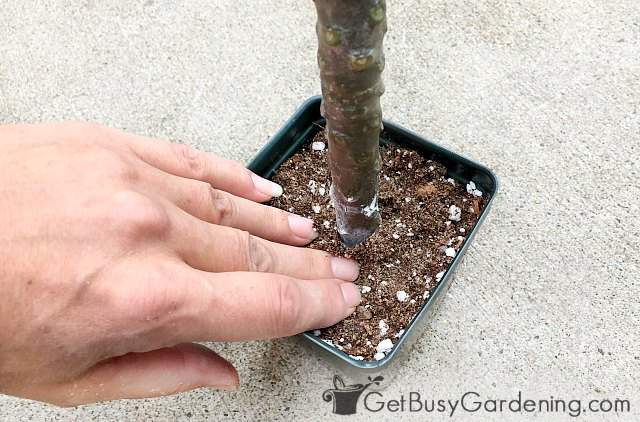 Planting a plumeria cutting in soil