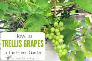 How To Trellis Grapes In Your Home Garden