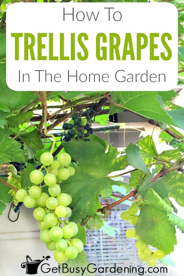 How To Trellis Grapes In The Home Garden