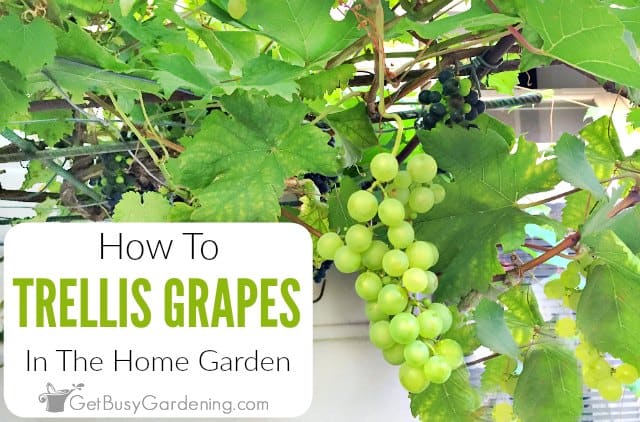 Pruning grapevine, tips and guidance to succeed 