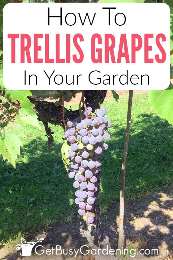 How To Trellis Grapes In your Garden