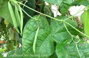 green bean seedlings too tall