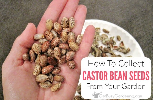 How To Collect Castor Bean Seeds Get Busy Gardening