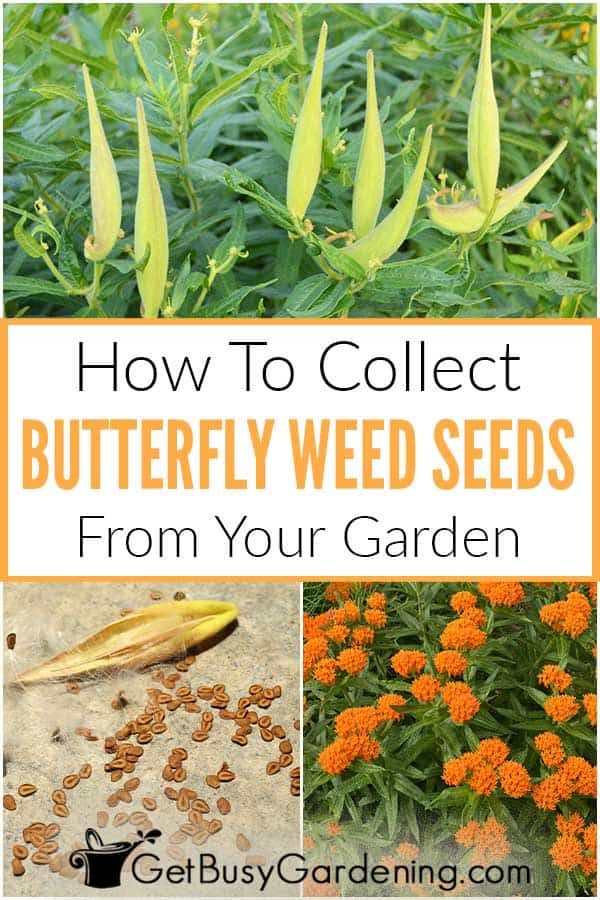 How To Collect Butterfly Weed Seeds From Your Garden