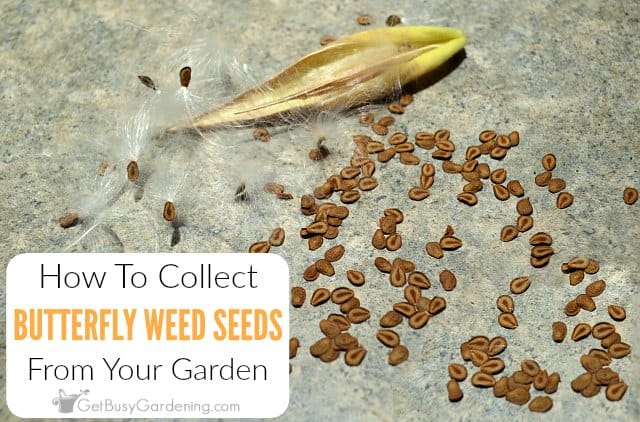 How To Harvest Butterfly Weed Seeds