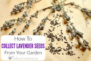How To Collect Lavender Seeds From Your Garden