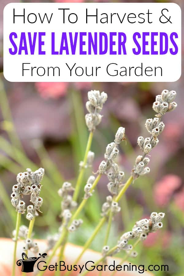 How To Harvest & Save Lavender Seeds From Your Garden