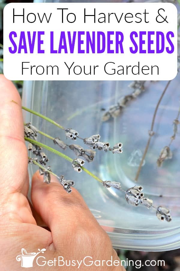 How To Harvest & Save Lavender Seeds From Your Garden