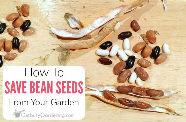 How To Save Bean Seeds From Your Garden