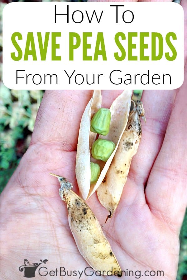How To Save Pea Seeds From Your Garden