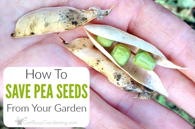 How To Save Pea Seeds From Your Garden