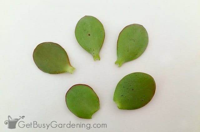 Jade plant leaf cuttings: correct (top 3) and incorrect (bottom 2)