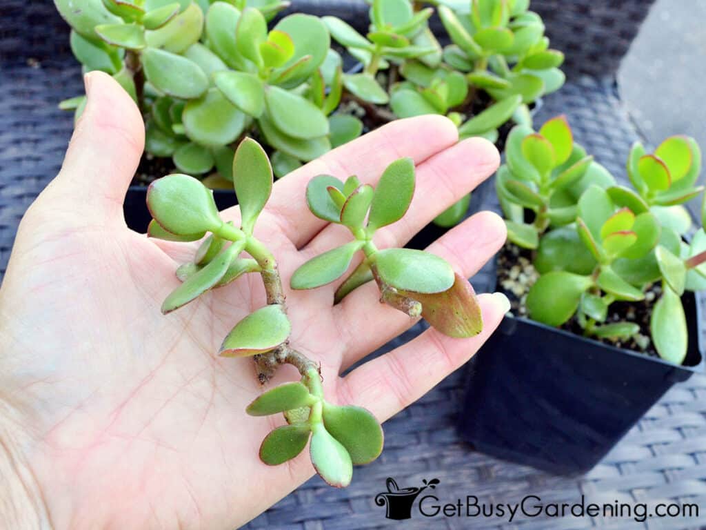 Jade Plant Propagation From Leaves & Stem Cuttings Get Busy Gardening