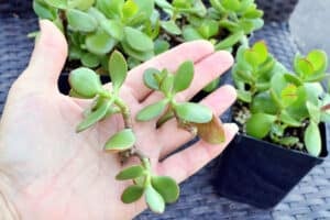 How To Propagate Jade Plant Cuttings & Leaves