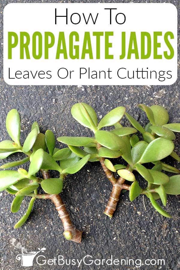 Jade Plant Leaf Propagation: 1 Lazy and Effective Method!