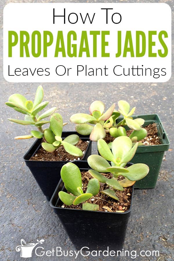 How To Propagate Jades Leaves Or Plant Cuttings