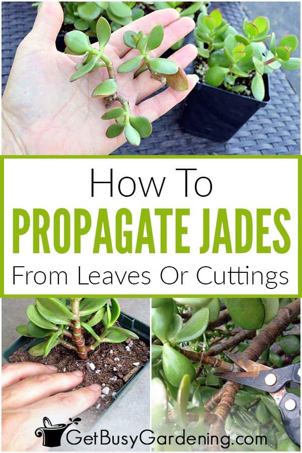 How To Propagate Jades from Leaves or Plant Cuttings