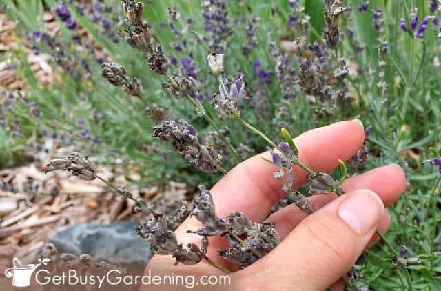 Lavender going to seed