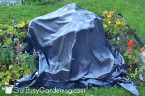 How To Protect Plants From Frost Damage - Get Busy Gardening