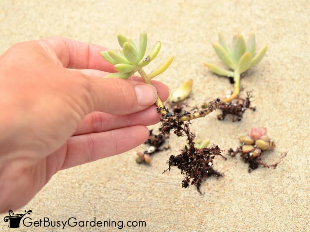 How To Propagate Succulents In 5 Easy Steps - Get Busy Gardening