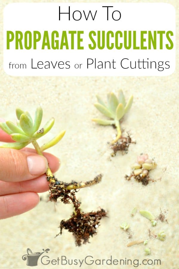 How To Propagate Succulents From Leaves Or Plant Cuttings