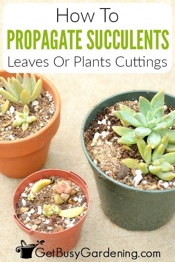 How To Propagate Succulents Leaves Or Plants Cuttings