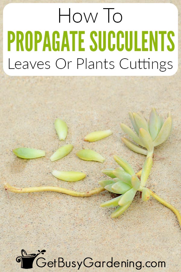 How To Propagate Succulents Leaves Or Plants Cuttings