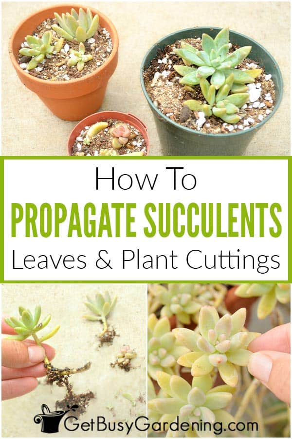How To Propagate Succulents: Leaves & Plant Cuttings