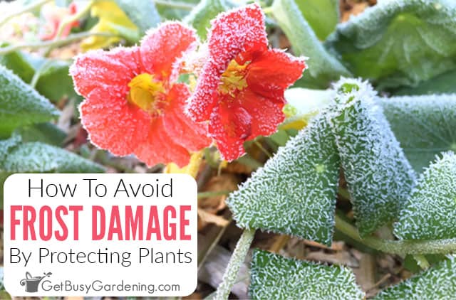 How To Avoid Frost Damage By Protecting Plants