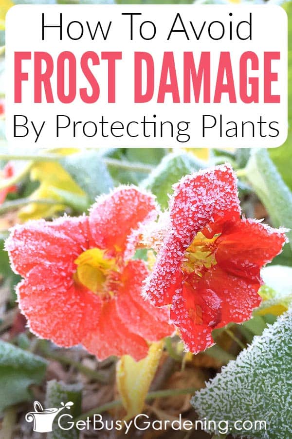 How To Avoid Frost Damage By Protecting Plants