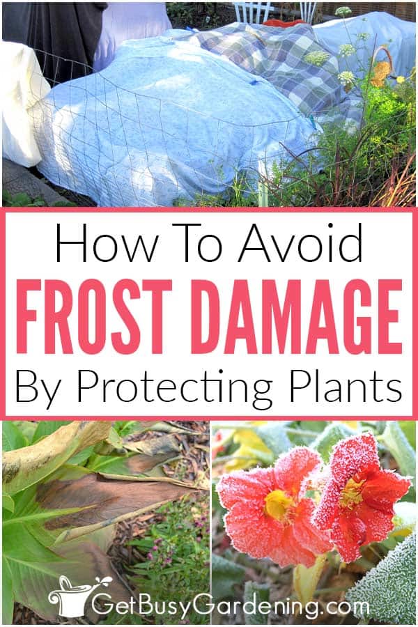 How To Avoid Frost Damage By Protecting Plants