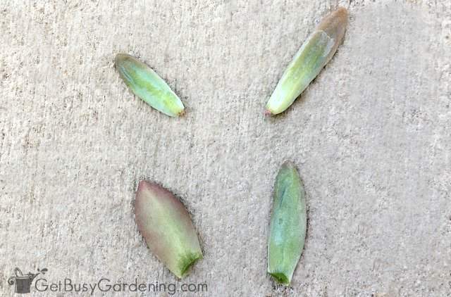 Succulent leaf cuttings correct (top 2) and incorrect (bottom 2)
