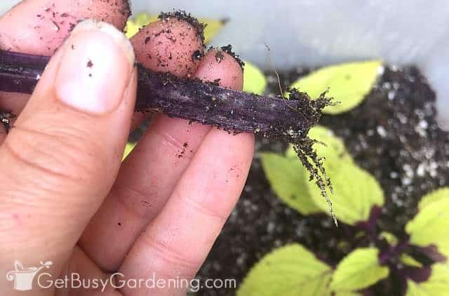 Coleus plant roots on a stem cutting grown inside my propagation box