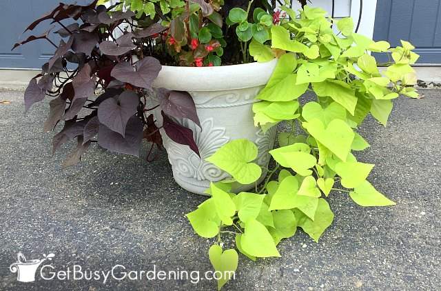 Different types of sweet potato vines in planters outdoors