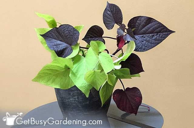 Growing sweet potato vine indoors over winter