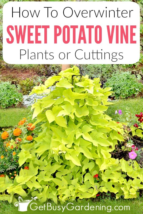 How To Overwinter Sweet Potato Vines Get Busy Gardening