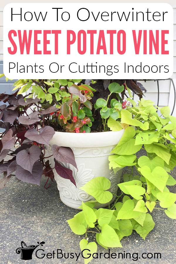 How To Overwinter Sweet Potato Vine Plants Or Cuttings Indoors
