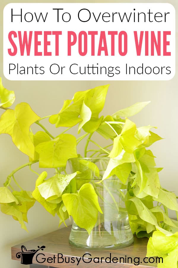 How To Overwinter Sweet Potato Vine Plants Or Cuttings Indoors