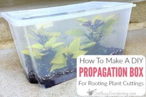 A Cheap And Easy Propagation Box For Rooting Cuttings