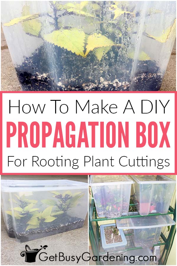 How To Make A DIY Propagation Box For Rooting Plant Cuttings