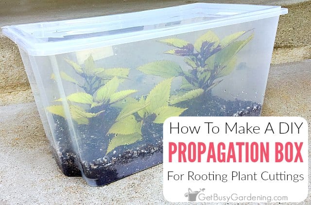 A Cheap & Easy Propagation Box For Rooting Cuttings - Get Busy Gardening