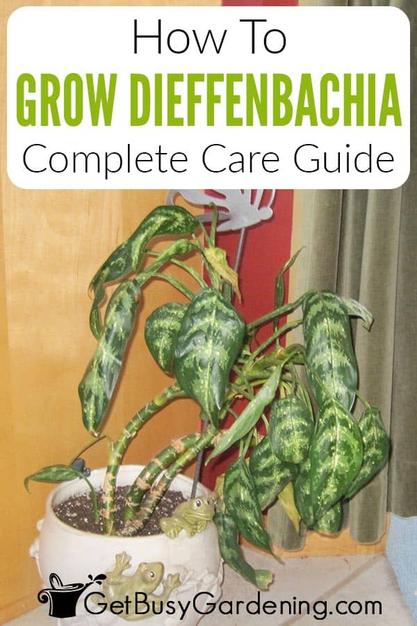 How To Grow Dieffenbachia Complete Care Guide