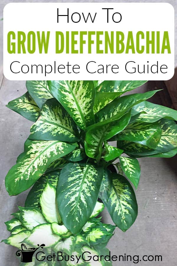 How To Grow Dieffenbachia Complete Care Guide