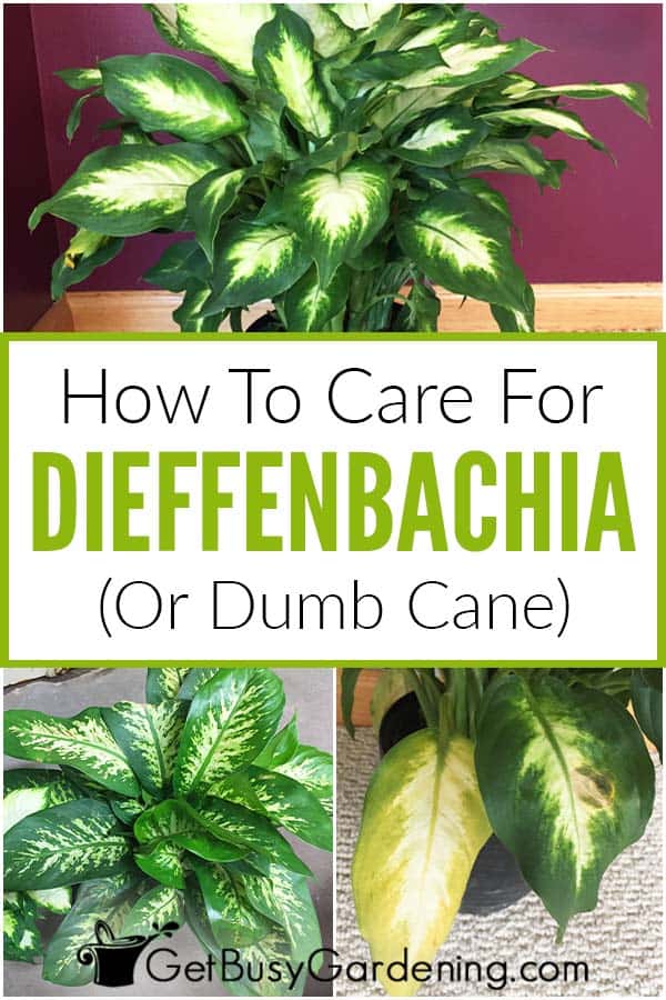 How To Care For Dieffenbachia (Dumb Cane)