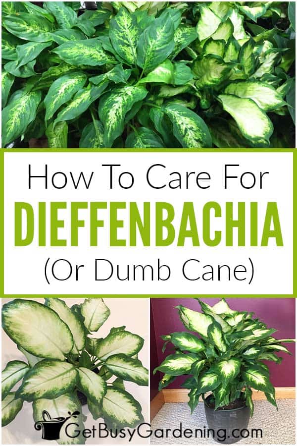 How To Care For Dieffenbachia (Dumb Cane)
