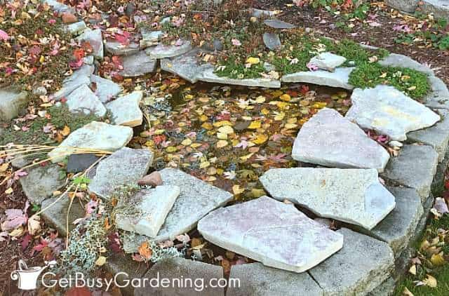 My backyard garden pond covered in fall leaves